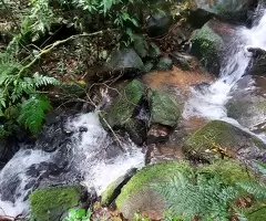 Sítio com cachoeira na Serra da Mantiqueira - São Francisco Xavier - SP - Imagem 10