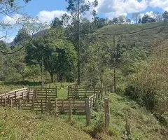 TSFX022 | 12 Alqueires a venda em São Francisco Xavier - Imagem 14