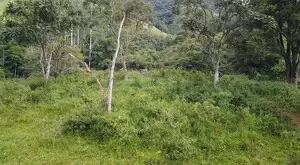 Terreno à Venda em São Francisco Xavier – 44.000 m² - Imagem 7