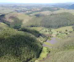 Fazenda a venda com área de 62 alqueires sendo 40 alqueires de eucaliptos - Imagem 10