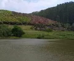 Fazenda a venda com área de 62 alqueires sendo 40 alqueires de eucaliptos - Imagem 11