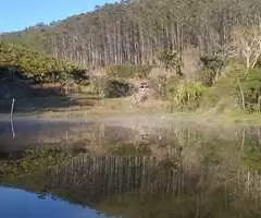 Fazenda a venda com área de 62 alqueires sendo 40 alqueires de eucaliptos - Imagem 12