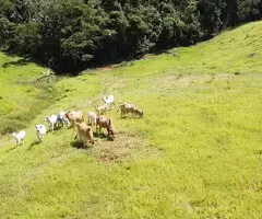 MTB012 | Terreno a venda em monteiro lobato - SP,  a 4 km do centro - Imagem 13