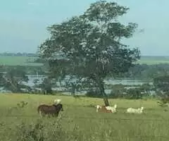 Fazenda 426 Alqueres ou seja 2.061 hectares na região de Cachoeira Alta GO - Imagem 6