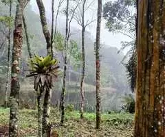 Terreno a venda em São Francisco Xavier com área de 6 Alqueires - Imagem 15