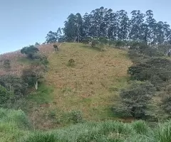 BR00477 | Chácara a venda no bairro do Souza Monteiro Lobato - Imagem 6