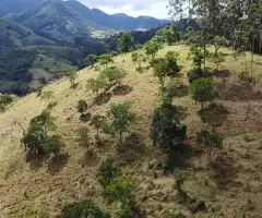 BR00477 | Chácara a venda no bairro do Souza Monteiro Lobato - Imagem 8