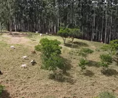 BR00477 | Chácara a venda no bairro do Souza Monteiro Lobato - Imagem 10