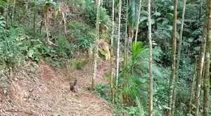 Terreno cinematográfico a venda no Rio manso, SFX - Imagem 6