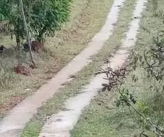 Chacara a venda em Monteiro Lobato - Imagem 3