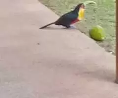 Chacara a venda em Monteiro Lobato - Imagem 10