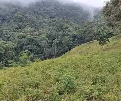 Terreno de 5 Alqueires – Bairro do Cafundó, São Francisco Xavier - Imagem 2