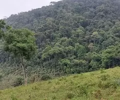 Terreno de 5 Alqueires – Bairro do Cafundó, São Francisco Xavier - Imagem 3