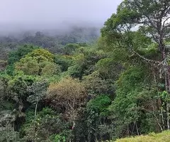 Terreno de 5 Alqueires – Bairro do Cafundó, São Francisco Xavier - Imagem 10