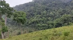 Terreno de 5 Alqueires – Bairro do Cafundó, São Francisco Xavier - Imagem 4