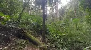 Terreno com 1 alqueire – Cachoeiras, Vista Panorâmica e Potencial Único - Imagem 2