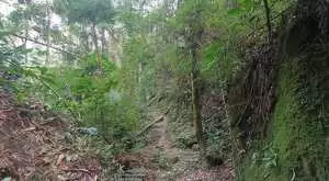 Terreno com 1 alqueire – Cachoeiras, Vista Panorâmica e Potencial Único - Imagem 6