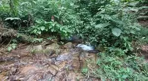 Terreno com 1 alqueire – Cachoeiras, Vista Panorâmica e Potencial Único - Imagem 7