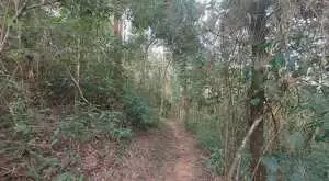 Terreno com 1 alqueire – Cachoeiras, Vista Panorâmica e Potencial Único - Imagem 12